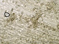 Bleekbruin staalsteeltje 