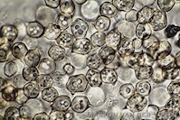 Breedplaatsatijnzwam - Entoloma ventricosum