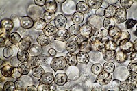 Breedplaatsatijnzwam