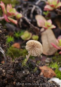 Breedplaatsatijnzwam