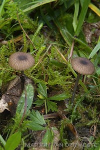 Entoloma brunneicoeruleum