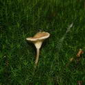 Slanke trechterzwam