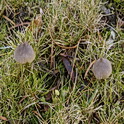Entoloma griseopulchrum