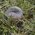 Entoloma griseopulchrum