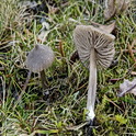Entoloma griseopulchrum