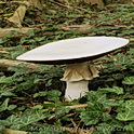 Grootsporige champignon