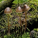 Fraaisteelmycena