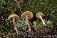 Galerina sp1