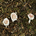 Geelvlekkende russula