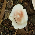 Geelvlekkende russula