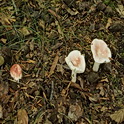 Geelvlekkende russula