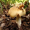 Geelwitte russula