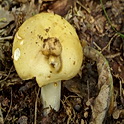 Geelwitte russula