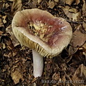 Vissige eikenrussula