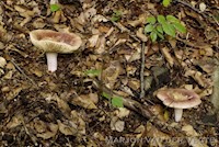 Vissige eikenrussula