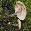 Geurloze collybia