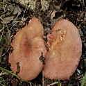 Schotelrussula