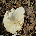 Schotelrussula