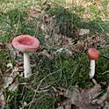 Kleinsporige braakrussula