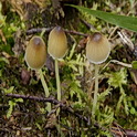 Graskleefsteelmycena