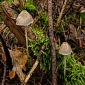 Graskleefsteelmycena