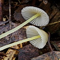 Graskleefsteelmycena