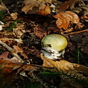 Groene knolamaniet