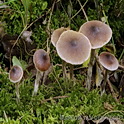 Pluisgordijnzwam