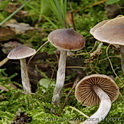 Pluisgordijnzwam