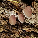 Grote bloedsteelmycena