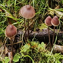 Grote bloedsteelmycena