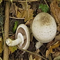 Hazelhoenchampignon