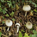 Hazelhoenchampignon