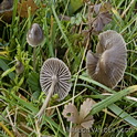 Heidekleefsteel mycena