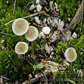 Bleekgele mycena