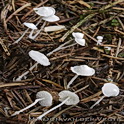 Sneeuwwitte mycena