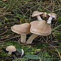 Blonde vezelkop