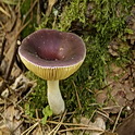 Jodoformrussula