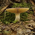 Jodoformrussula