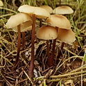 Kale roodsteelcollybia