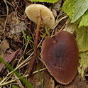 Kale roodsteelcollybia