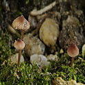 Kleine bloedsteelmycena