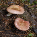 Kleine sparrerussula