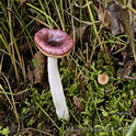 Kleine berkenrussula