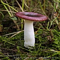 Kleine berkenrussula