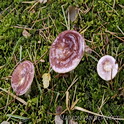 Bonte berkenrussula