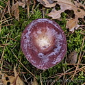 Bonte berkenrussula