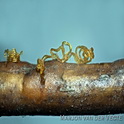 Libertella faginea