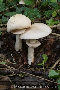 Grote kleefparasol