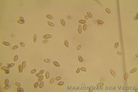 Melanomphalia nigrescens